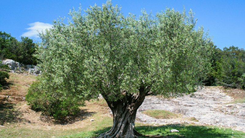 On World Environment Day 2024, Why We All Should Adopt an Olive Tree
